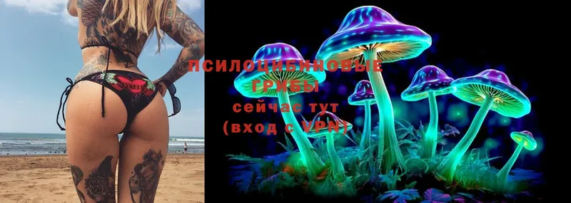 как найти   Злынка  Галлюциногенные грибы Magic Shrooms 